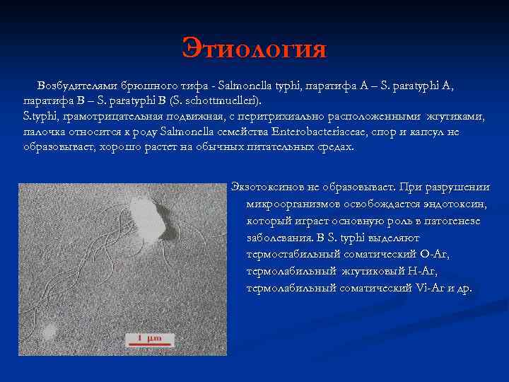 Этиология Возбудителями брюшного тифа - Salmonella typhi, паратифа А – S. paratyphi A, паратифа