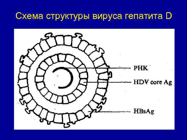 Схема структуры вируса гепатита D 