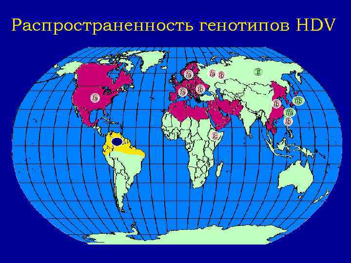 Распространенность генотипов HDV Ia Ib Ia Ia Ia II Ib Ib IIa Ib III