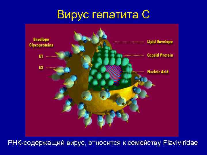 Вирус гепатита С РНК-содержащий вирус, относится к семейству Flaviviridae 