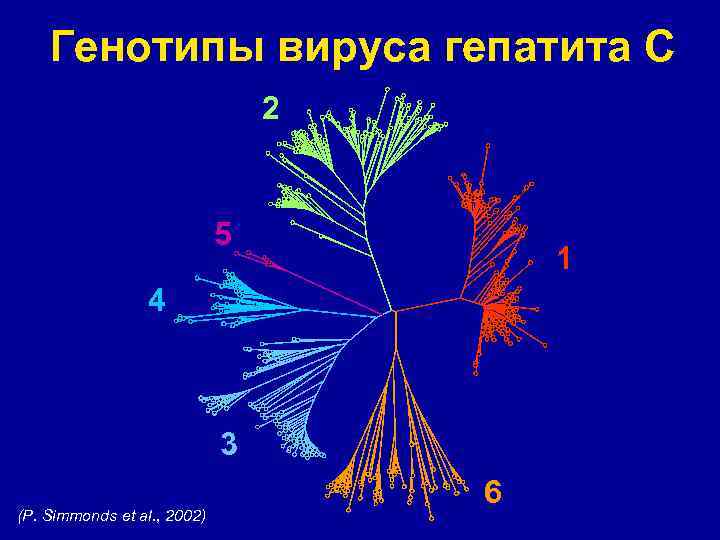 Генотипы вируса гепатита С 2 5 1 4 3 (P. Simmonds et al. ,