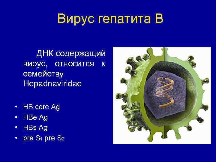 Вирус гепатита B ДНК-содержащий вирус, относится к семейству Hepadnaviridae • • HB core Ag