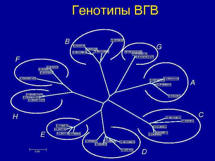 Генотипы ВГВ B S-X 97850 -B S-D 00331 -B S-M 54923 -B S-AB 010289