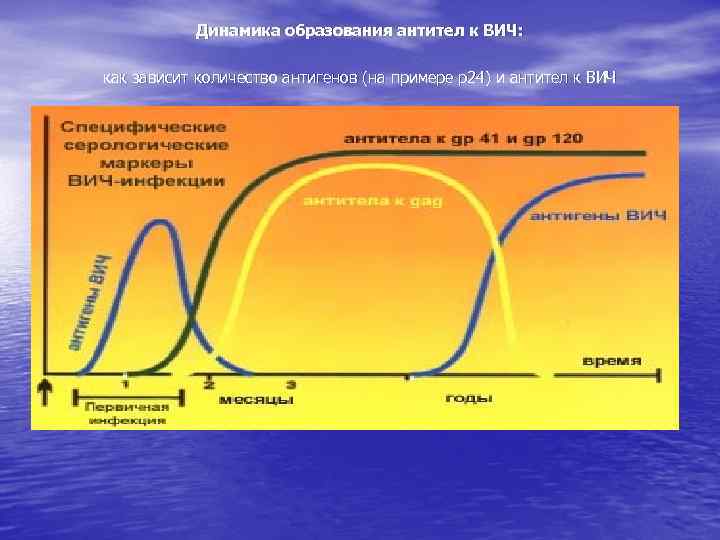 Динамика образования антител к ВИЧ: как зависит количество антигенов (на примере p 24) и