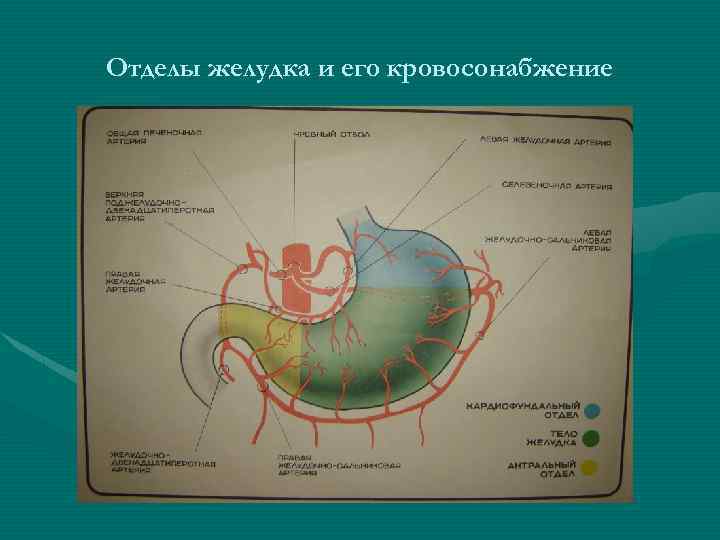 Организм желудок