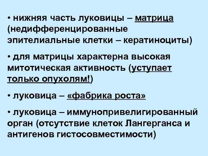  • нижняя часть луковицы – матрица (недифференцированные эпителиальные клетки – кератиноциты) • для