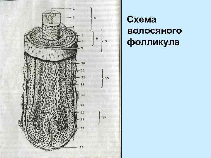 Схема волосяного фолликула 