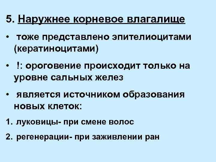 5. Наружнее корневое влагалище • тоже представлено эпителиоцитами (кератиноцитами) • !: ороговение происходит только