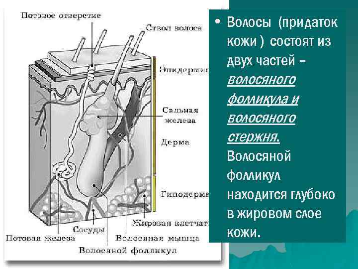  • Волосы (придаток кожи ) состоят из двух частей – волосяного фолликула и