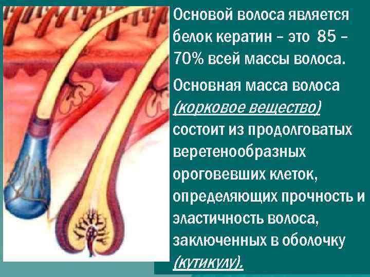  • Основой волоса является белок кератин – это 85 – 70% всей массы