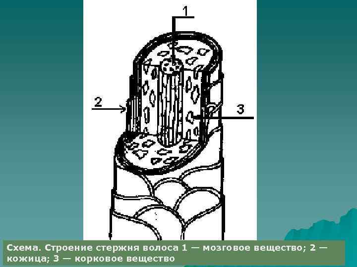 Схема. Строение стержня волоса 1 — мозговое вещество; 2 — кожица; 3 — корковое