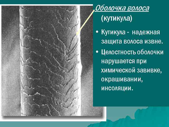 Оболочка волоса (кутикула) • Кутикула - надежная защита волоса извне. • Целостность оболочки нарушается