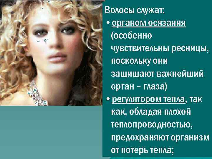 Волосы служат: • органом осязания (особенно чувствительны ресницы, поскольку они защищают важнейший орган –