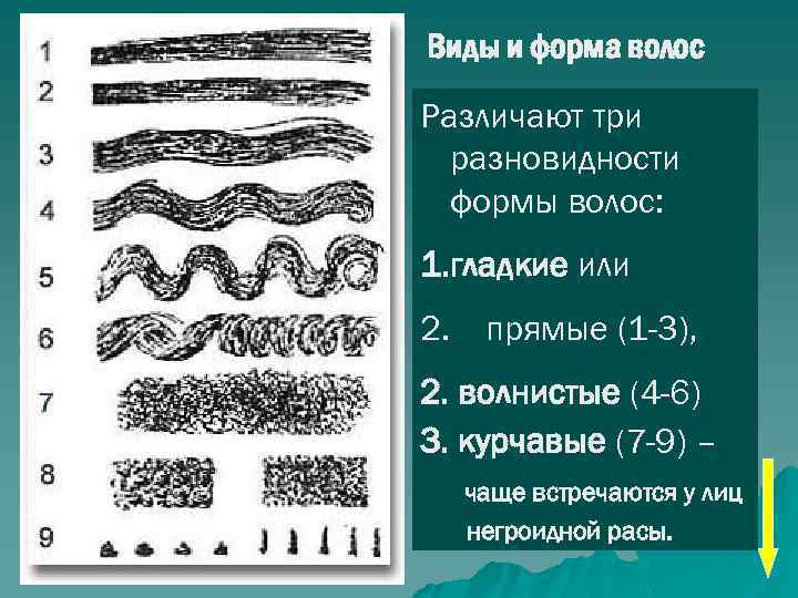 Виды и форма волос Различают три разновидности формы волос: 1. гладкие или 2. прямые