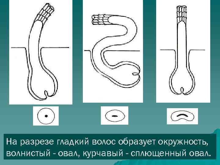 На разрезе гладкий волос образует окружность, волнистый - овал, курчавый - сплющенный овал. 