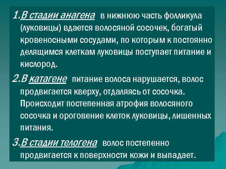 1. В стадии анагена в нижнюю часть фолликула (луковицы) вдается волосяной сосочек, богатый кровеносными