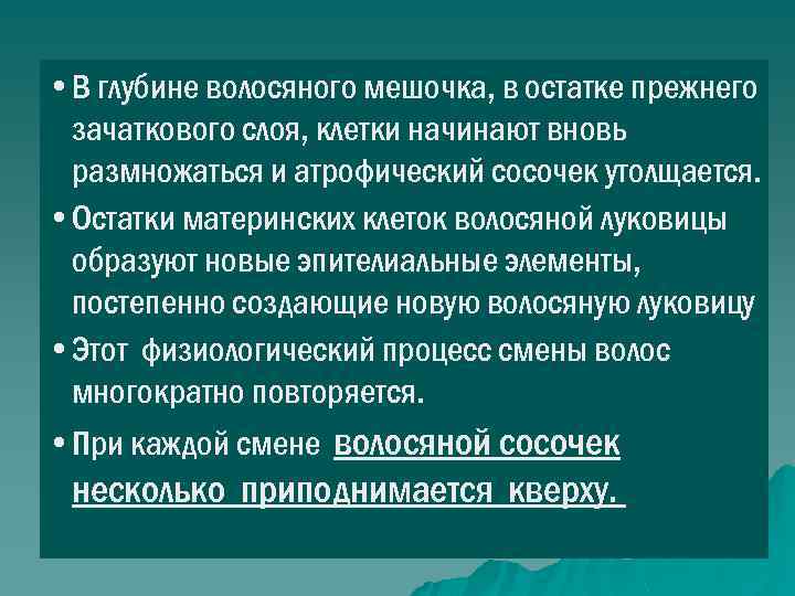  • В глубине волосяного мешочка, в остатке прежнего зачаткового слоя, клетки начинают вновь
