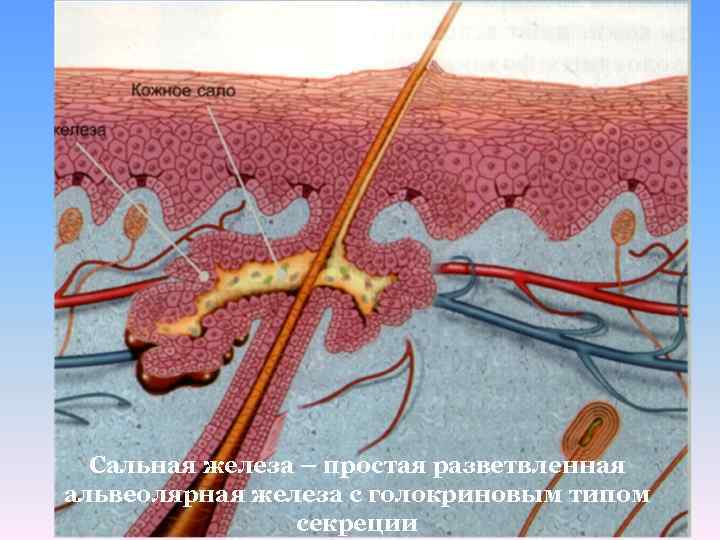 Сальная железа – простая разветвленная альвеолярная железа с голокриновым типом секреции 
