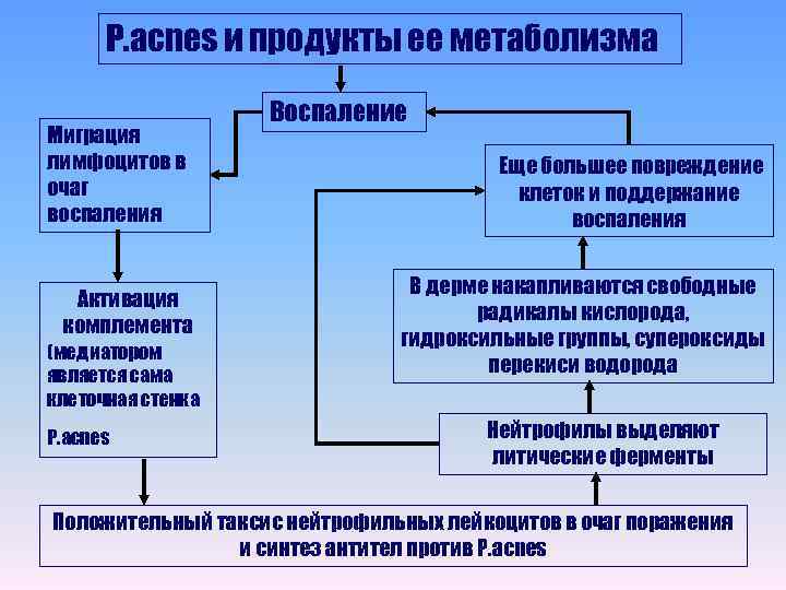 P. acnes и продукты ее метаболизма Миграция лимфоцитов в очаг воспаления Активация комплемента (медиатором