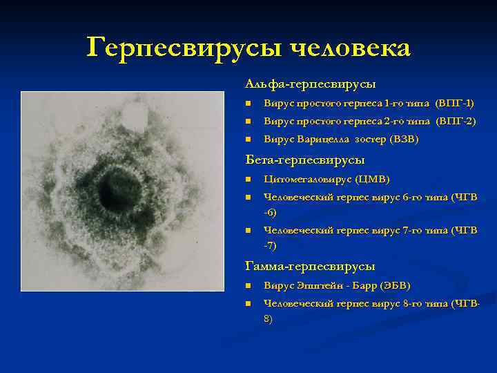 Вирус герпеса 2. Герпесвирусы. Герпесвирусы простого типа. Вирус простого герпеса 1.