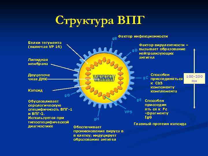 Структура ВПГ g. B Белки тегумента (включая VP 16) Фактор инфекционности Фактор вирулентности –