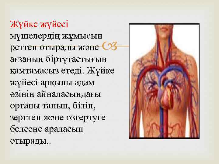 Жүйке жүйесі мүшелердің жұмысын реттеп отырады және ағзаның біртұтастығын қамтамасыз етеді. Жүйке жүйесі арқылы