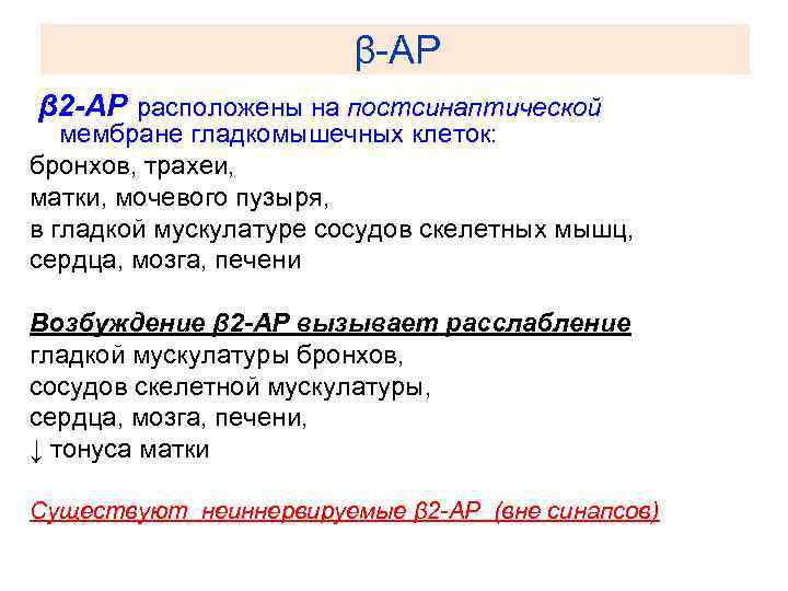 β-АР β 2 -АР расположены на постсинаптической мембране гладкомышечных клеток: бронхов, трахеи, матки, мочевого