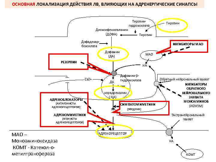 ОСНОВНАЯ ЛОКАЛИЗАЦИЯ ДЕЙСТВИЯ ЛВ, ВЛИЯЮЩИХ НА АДРЕНЕРГИЧЕСКИЕ СИНАПСЫ Диоксифенилаланин (ДОФА) Тирозингидроксилаза Тирозин Дофадекарбоксилаза ИНГИБИТОРЫ