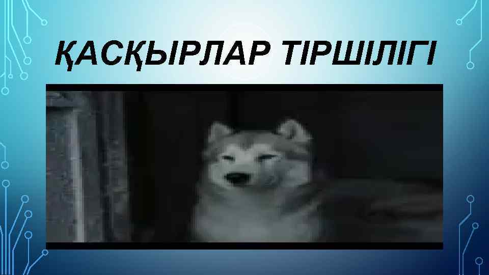 ҚАСҚЫРЛАР ТІРШІЛІГІ 