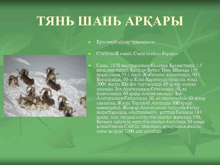 ТЯНЬ ШАНЬ АРҚАРЫ n Қуысмүйізділер тұқымдасы n Статусы. II санат. Саны азайып барады. n
