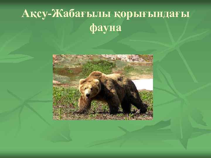 Ақсу-Жабағылы қорығындағы фауна 