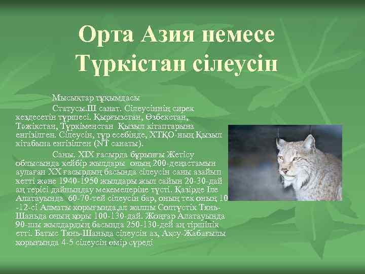 Орта Азия немесе Түркістан сілеусін Мысықтар тұқымдасы Статусы. III санат. Сілеусіннің сирек кездесетін түршесі.