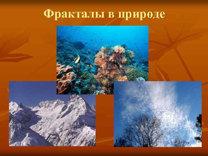 Фракталы в природе 