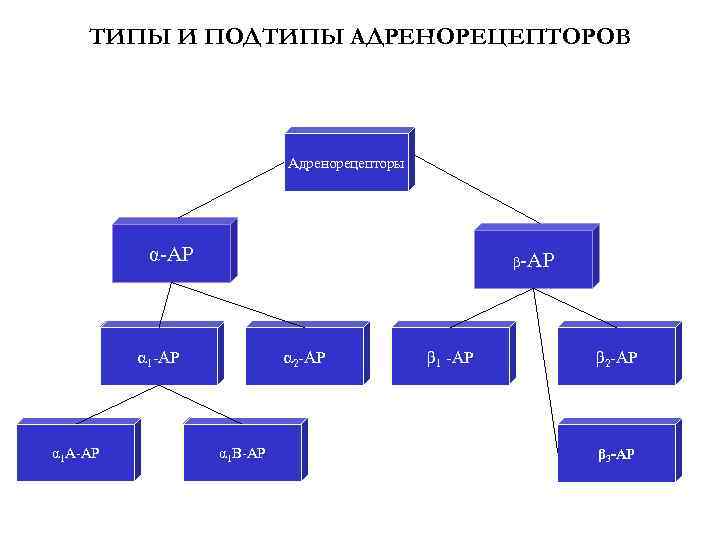 ТИПЫ И ПОДТИПЫ АДРЕНОРЕЦЕПТОРОВ Адренорецепторы α-АР β-АР α 1 А-АР α 2 -АР α