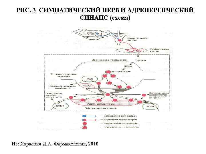 Схема адренергического синапса