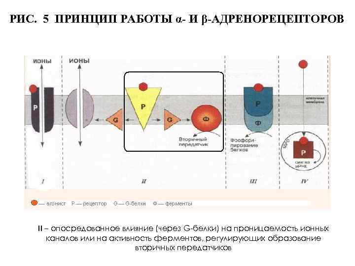РИС. 5 ПРИНЦИП РАБОТЫ α- И β-АДРЕНОРЕЦЕПТОРОВ II – опосредованное влияние (через G-белки) на