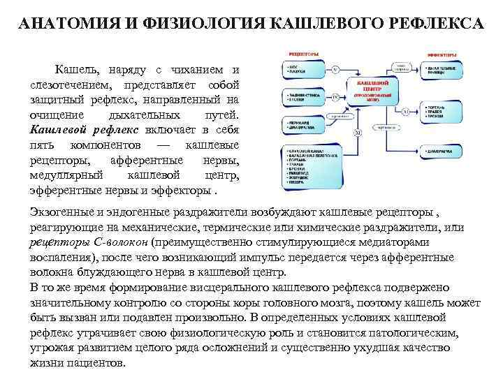 Схема кашлевого рефлекса