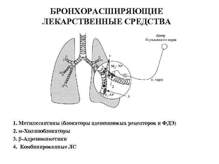БРОНХОРАСШИРЯЮЩИЕ ЛЕКАРСТВЕННЫЕ СРЕДСТВА 1. Метилксантины (блокаторы аденозиновых рецепторов и ФДЭ) 2. м-Холиноблокаторы 3. β-Адреномиметики