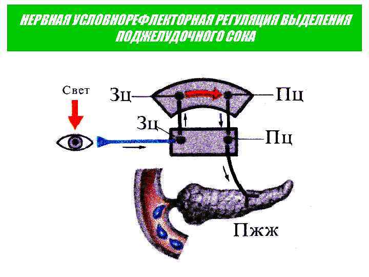 НЕРВНАЯ УСЛОВНОРЕФЛЕКТОРНАЯ РЕГУЛЯЦИЯ ВЫДЕЛЕНИЯ ПОДЖЕЛУДОЧНОГО СОКА 