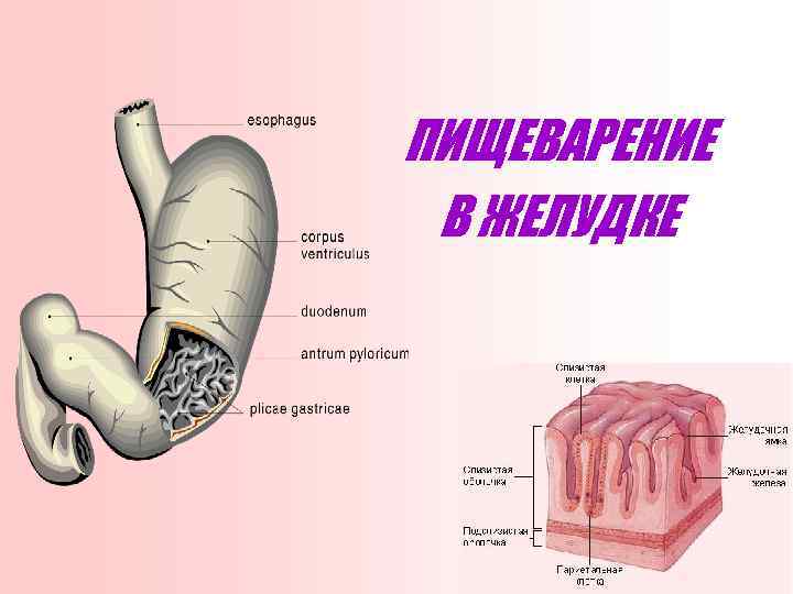 ПИЩЕВАРЕНИЕ В ЖЕЛУДКЕ 