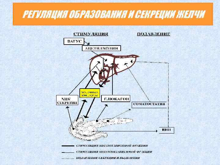 РЕГУЛЯЦИЯ ОБРАЗОВАНИЯ И СЕКРЕЦИИ ЖЕЛЧИ 