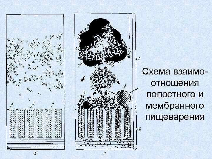 Схема взаимоотношения полостного и мембранного пищеварения 