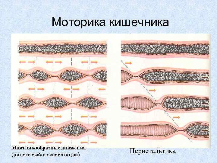 Моторика кишечника Маятникообразные движения (ритмическая сегментация) Перистальтика 
