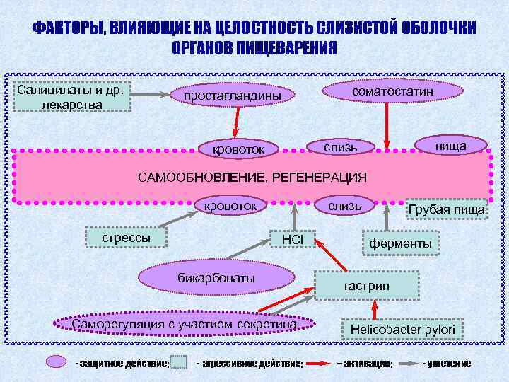 Простагландины функции