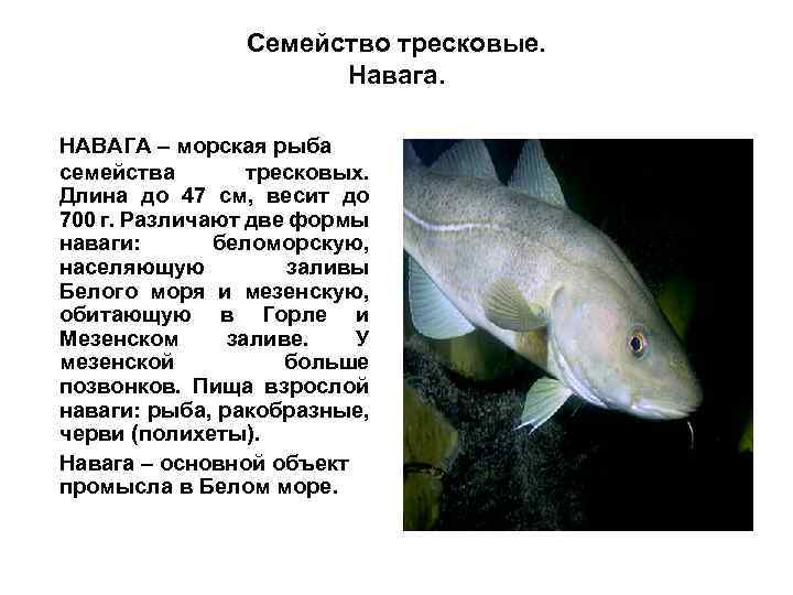 Семейство тресковые. Навага. НАВАГА – морская рыба семейства тресковых. Длина до 47 см, весит