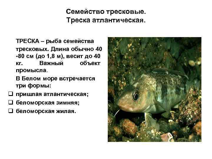 Семейство тресковые. Треска атлантическая. ТРЕСКА – рыба семейства тресковых. Длина обычно 40 -80 см