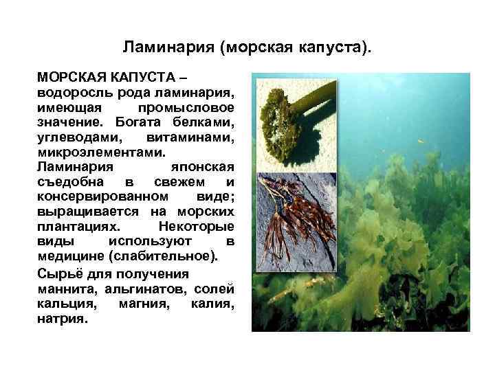 Ламинария (морская капуста). МОРСКАЯ КАПУСТА – водоросль рода ламинария, имеющая промысловое значение. Богата белками,