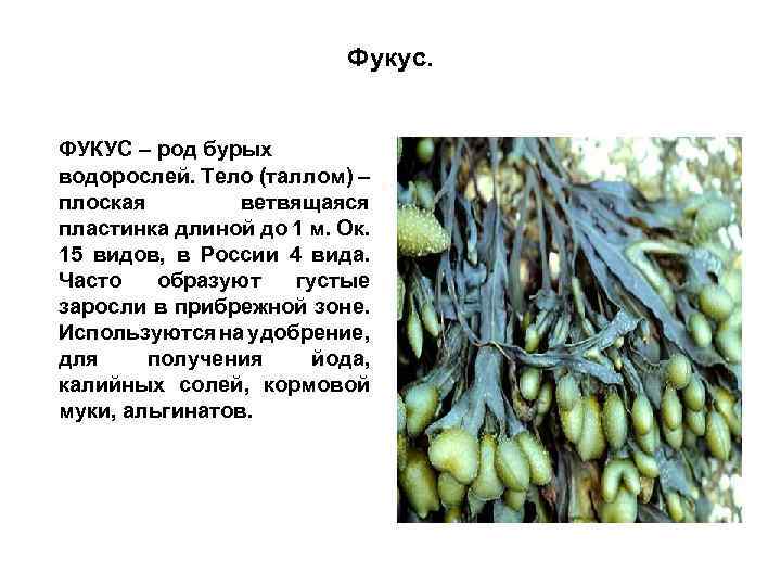 Фукус. ФУКУС – род бурых водорослей. Тело (таллом) – плоская ветвящаяся пластинка длиной до