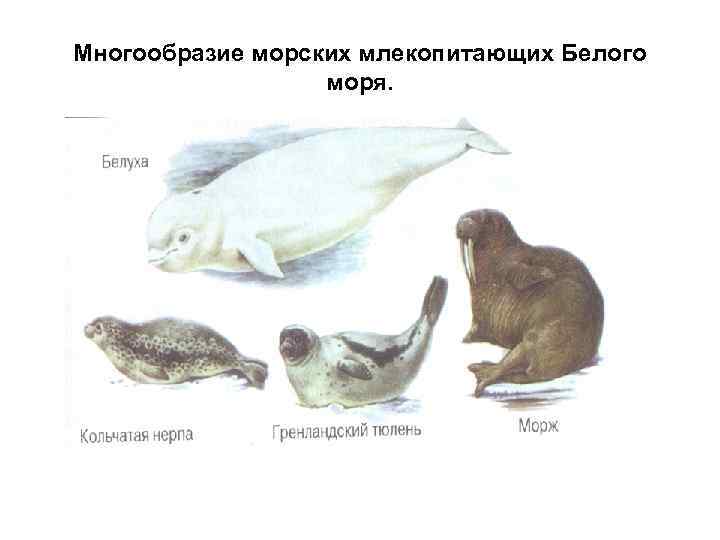 Многообразие морских млекопитающих Белого моря. 