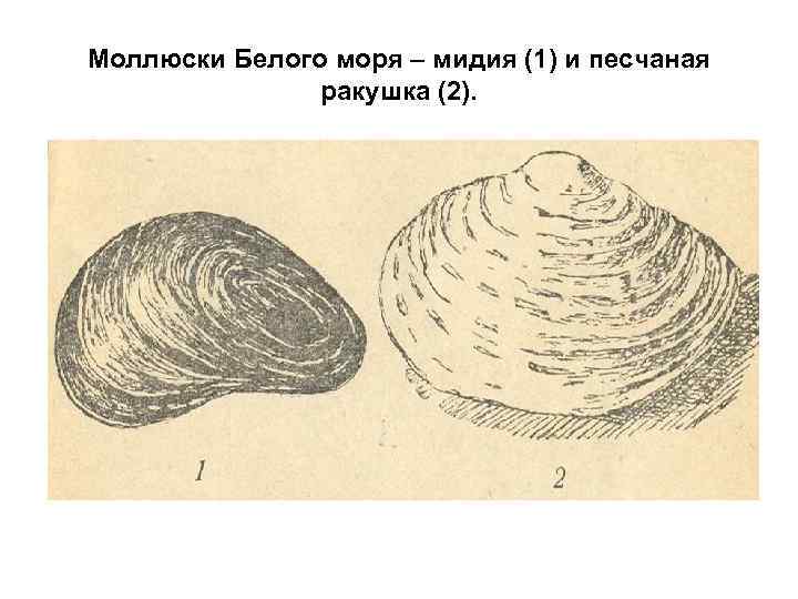 Моллюски Белого моря – мидия (1) и песчаная ракушка (2). 